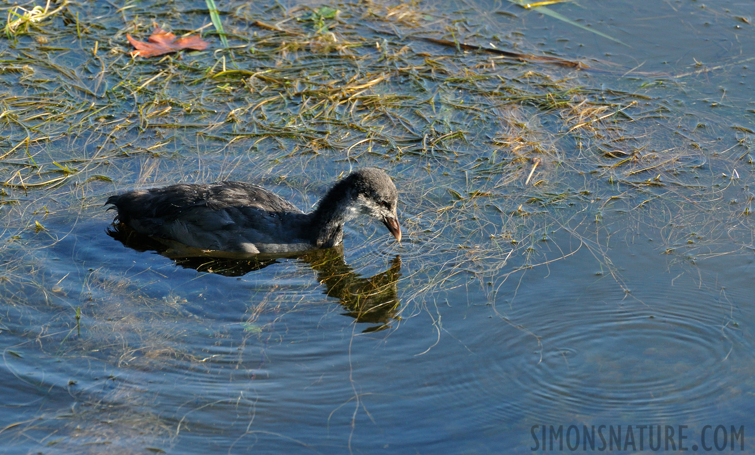 Fulica atra atra [550 mm, 1/400 Sek. bei f / 9.0, ISO 1600]